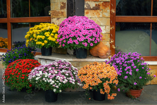 Colorful chrysanthemum in pots decorate. Autumn decorations. Fall, thanksgiving concept. Seasonal house outdoor decoration.