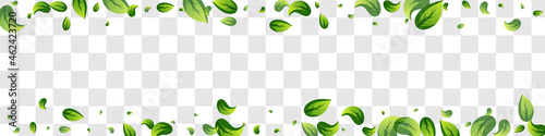 Lime Leaf Flying Vector Panoramic Transparent