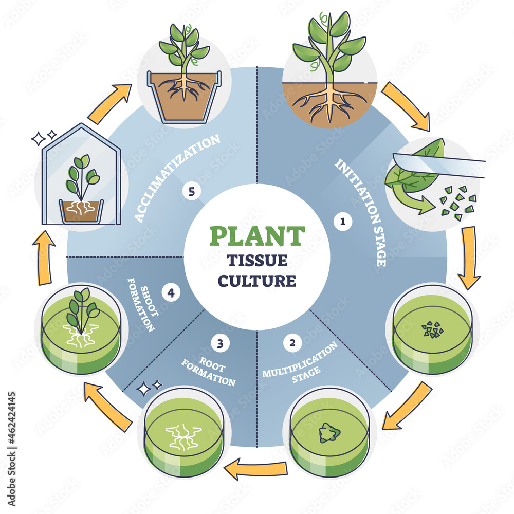 Plant tissue culture process stages with cells growth steps outline