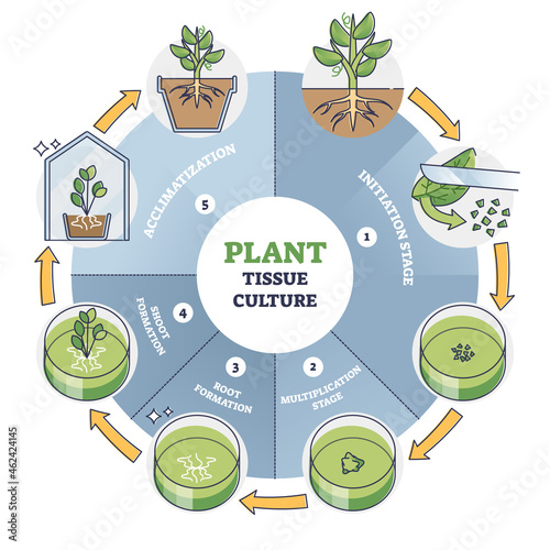 Plant tissue culture process stages with cells growth steps outline diagram. Labeled educational technique explanation with initiation, multiplication and acclimatization for micropropagation method.