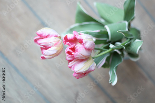Fototapeta Naklejka Na Ścianę i Meble -  Spring season concept. Still Life Pink tulips isolated on beautiful background. Flowers composition. 