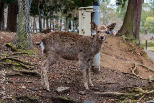 Baby deer