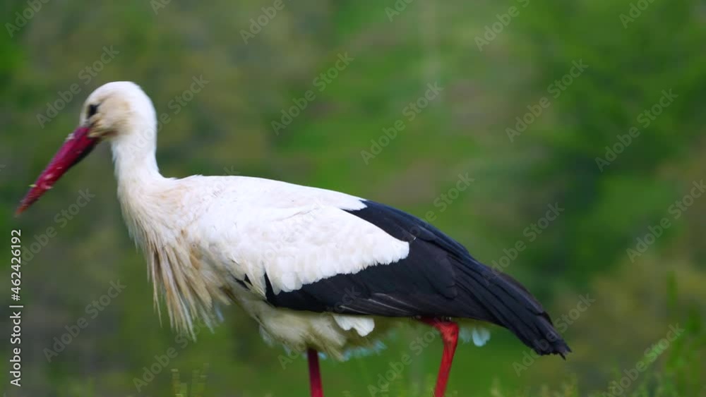White stork (Ciconia ciconia) in spring looking for food in the meadows of the Picos de Europa Regional Park. Mountains of Leon. Province of Leon, Castilla y Leon, Spain, Europe White stork (Ciconia ciconia) in spring looking for food in the meadows of the Picos de Europa Regional Park. Mountains of Leon. Province of Leon, Castilla y Leon, Spain, Europe