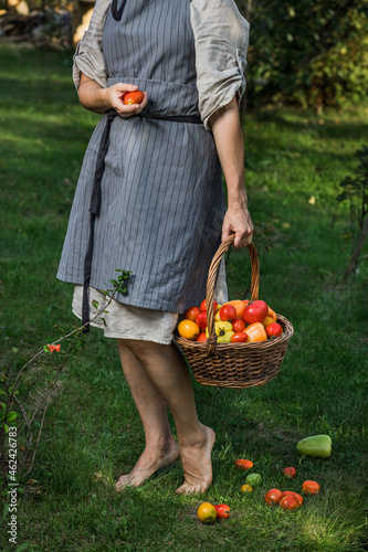 woman holding a basket with ripe tomatoes and peppers in the garden © Pavel Korotkov