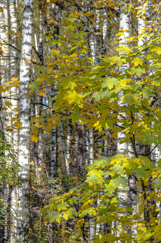 Golden autumn. Yellow leaves on the trees. Autumn forest