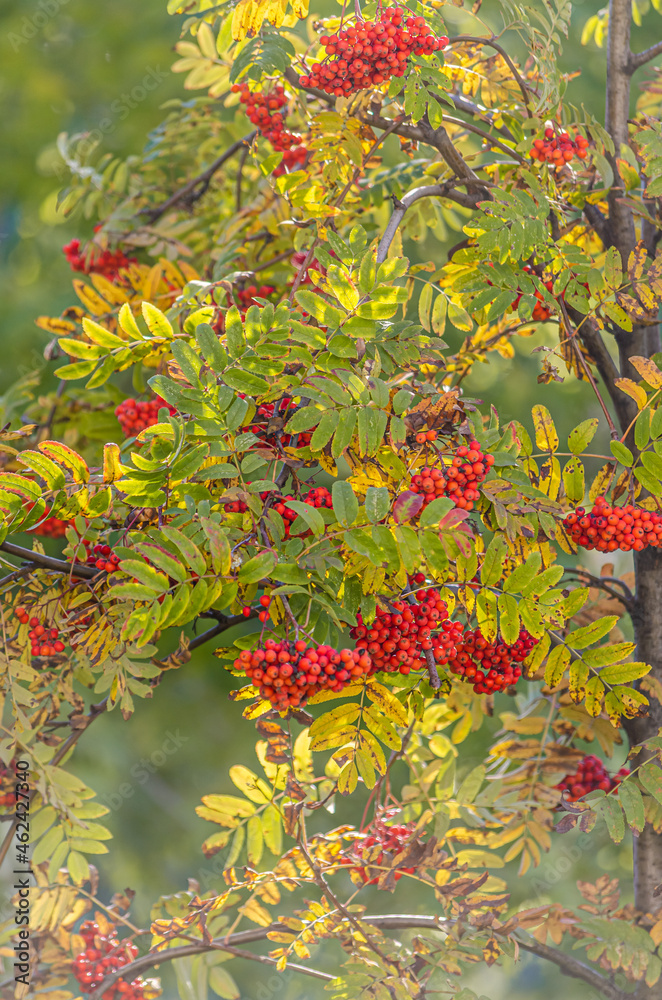 red bunches of mountain ash in the autumn forest, golden autumn, ripe mountain ash, red berries red bunches of mountain ash in the autumn forest, golden autumn, ripe mountain ash, red berries