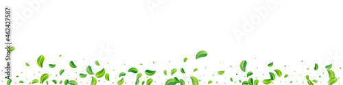 Grassy Foliage Tea Vector Panoramic White