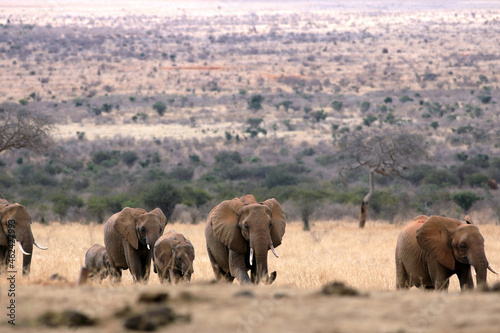 Canvas Print Herd of elephants