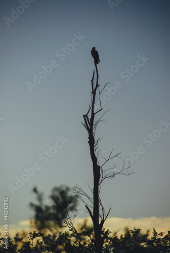 A lonely bird on a withered tree, Bieszczady Mountains, Poland