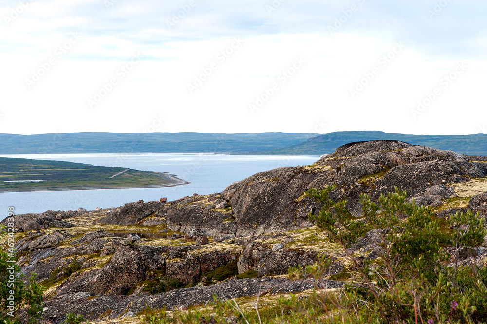 Summer arctic landscape. Tundra with reindeer lichen and the sea. Rybachiy Peninsula, Russia