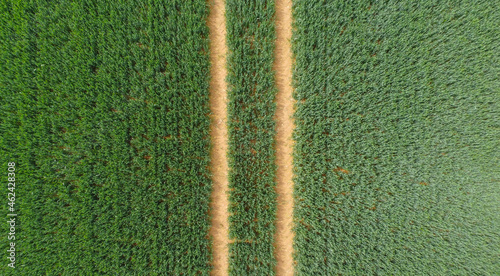 green field from drone