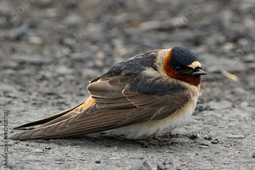 Closeup of Cliff Swallow bird on the ground photo