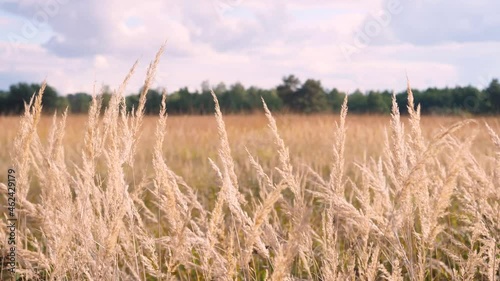Field during summer, slow motion at sunset