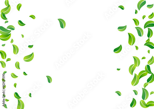 Grassy Leaf Abstract Vector White Background