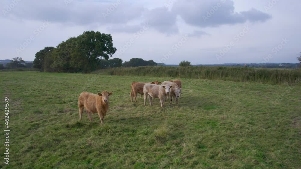 Bulls from RSPB Exminster and Powderham Marshes in drone footage, Exeter, Devon, England Bulls from RSPB Exminster and Powderham Marshes in drone footage, Exeter, Devon, England