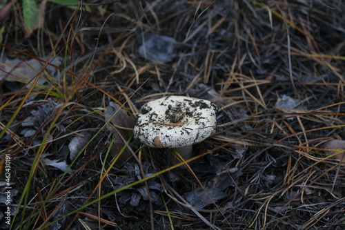 milk mushroom or lump on pine forest floor under fir needles and cones