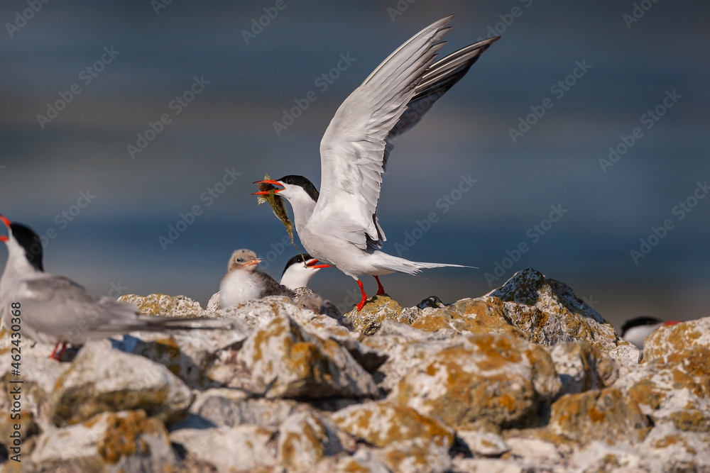 Tern with a fish in its beak while flying. Adult common tern feeding chicks. (Sterna hirundo) Tern with a fish in its beak while flying. Adult common tern feeding chicks. (Sterna hirundo)