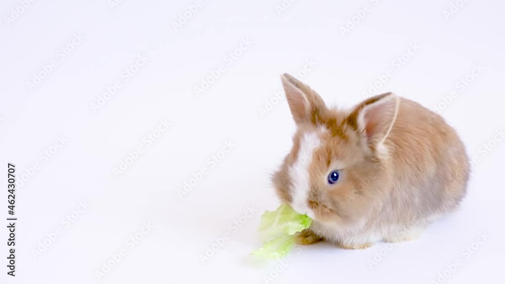 cute fluffy red-haired little rabbit eats salad leaves on a white background cute fluffy red-haired little rabbit eats salad leaves on a white background