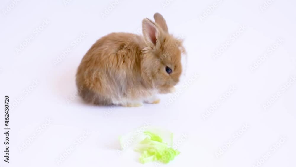 a small pet rabbit eats a salad leaf on a white background a small pet rabbit eats a salad leaf on a white background