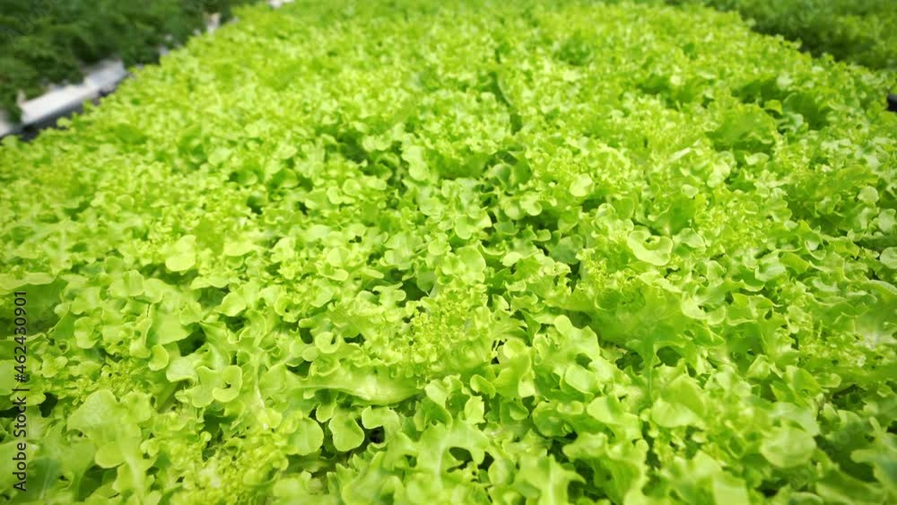 4K Dolly shot of Organic vegetables hydroponic farm. Hydroponics salad garden growing on solution water system in greenhouse plantation with quality control. Food production business industry concept. 4K Dolly shot of Organic vegetables hydroponic farm. Hydroponics salad garden growing on solution water system in greenhouse plantation with quality control. Food production business industry concept.