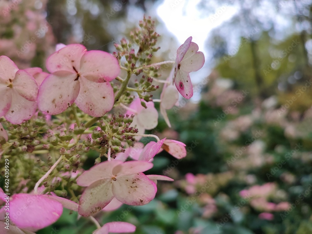 Fototapeta premium pink blossom