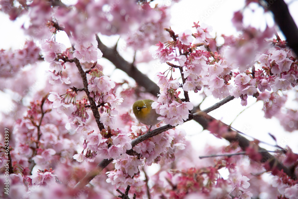 桜とメジロ 目白 桜とメジロ 目白