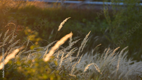 Steppe grass at sunset against a green background