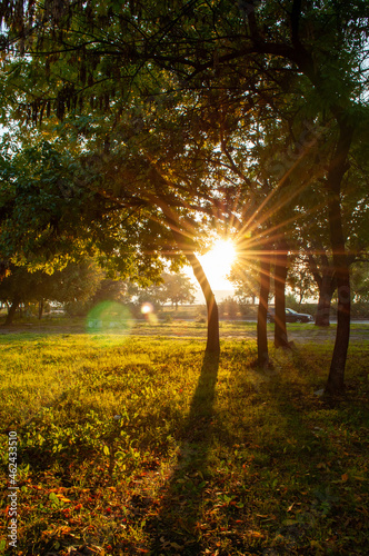 Morning autumn light in the park
