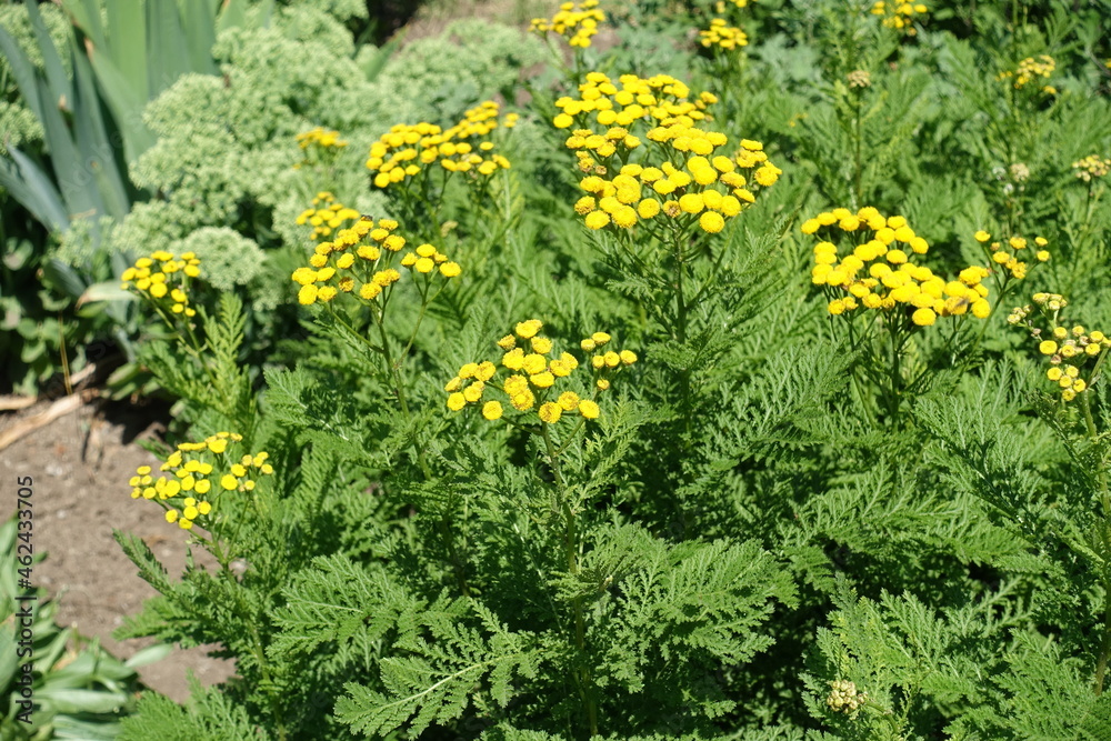 Obraz premium Bright yellow flowers of common tansy in June