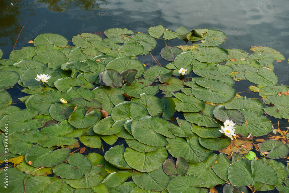 Nymphaea alba in full bloom in mid October Nymphaea alba in full bloom in mid October