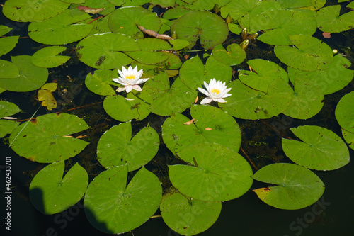Pair of white flowers of Nymphaea alba in August