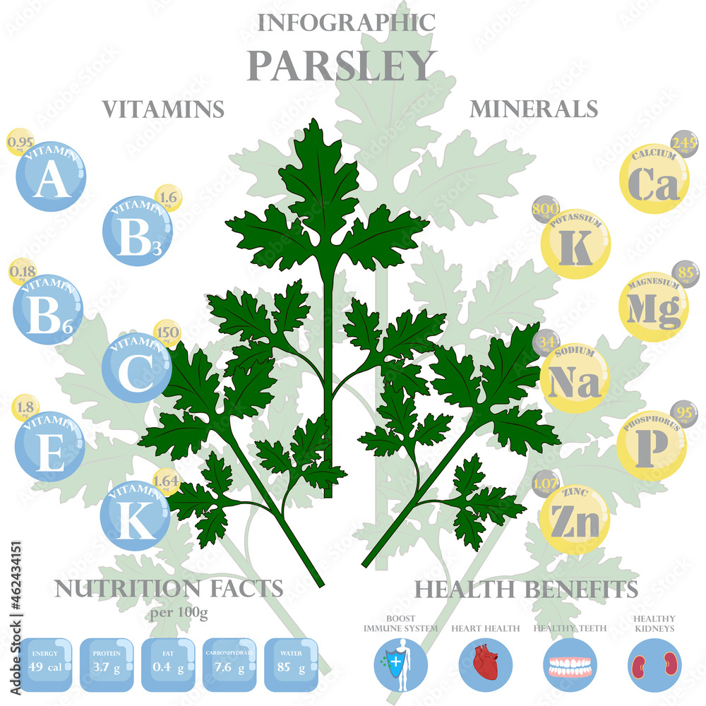 Parsley nutrition facts and health benefits infographic Stock Vector