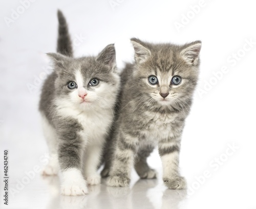 Fototapeta Naklejka Na Ścianę i Meble -  two kittens on a white background