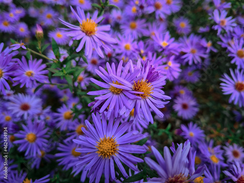 field of flowers