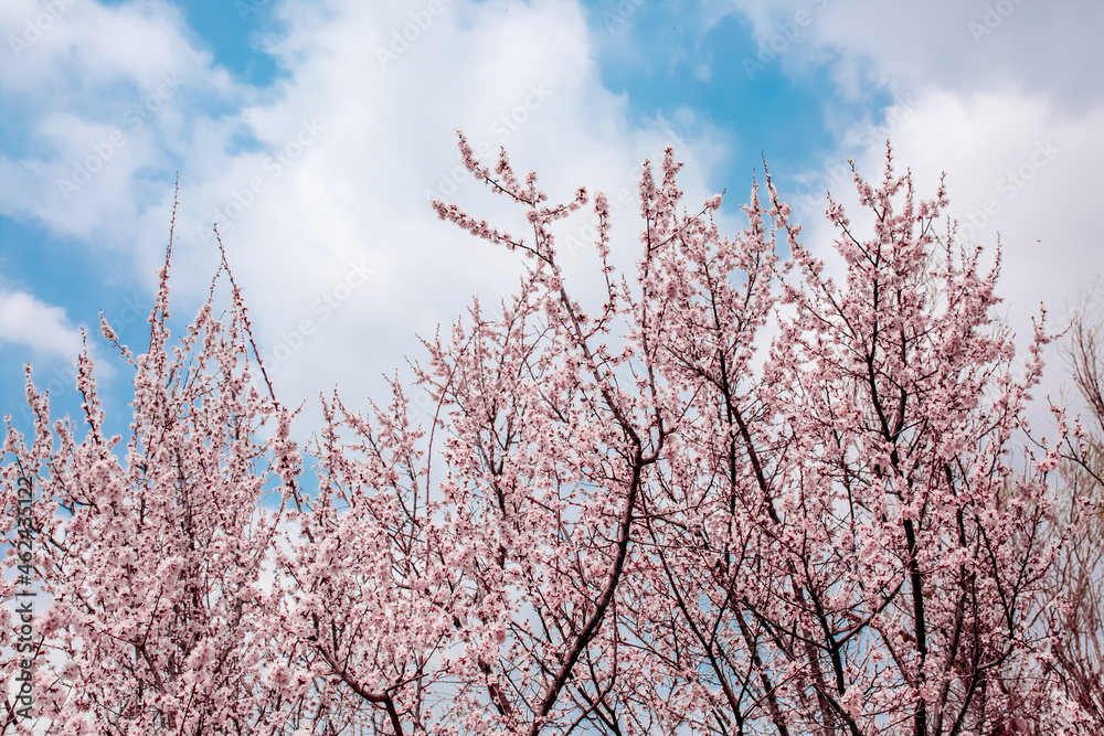 Spring blooming sakura trees. Pink flowers Sakura Spring landscape with blooming pink tree. Beautiful sakura garden on a sunny day.Beautiful concept of romance and love with delicate flowers. Spring blooming sakura trees. Pink flowers Sakura Spring landscape with blooming pink tree. Beautiful sakura garden on a sunny day.Beautiful concept of romance and love with delicate flowers.