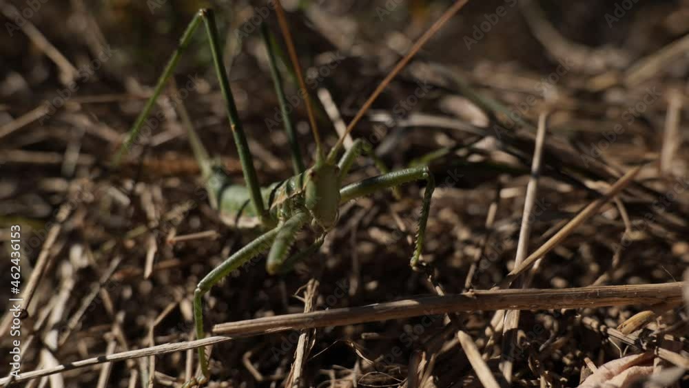 Saga pedo.The largest grasshopper in Europe. Predator. Body length about 80 mm. Lives in Europe in the steppe zone. Red Book of Europe. South of Ukraine.