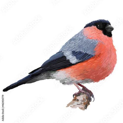 Realistic Portrait of cute eurasian bullfinch ( common bullfinch or bullfinch) standing isolated on the branch hand drawn illustration. Isolated on white 