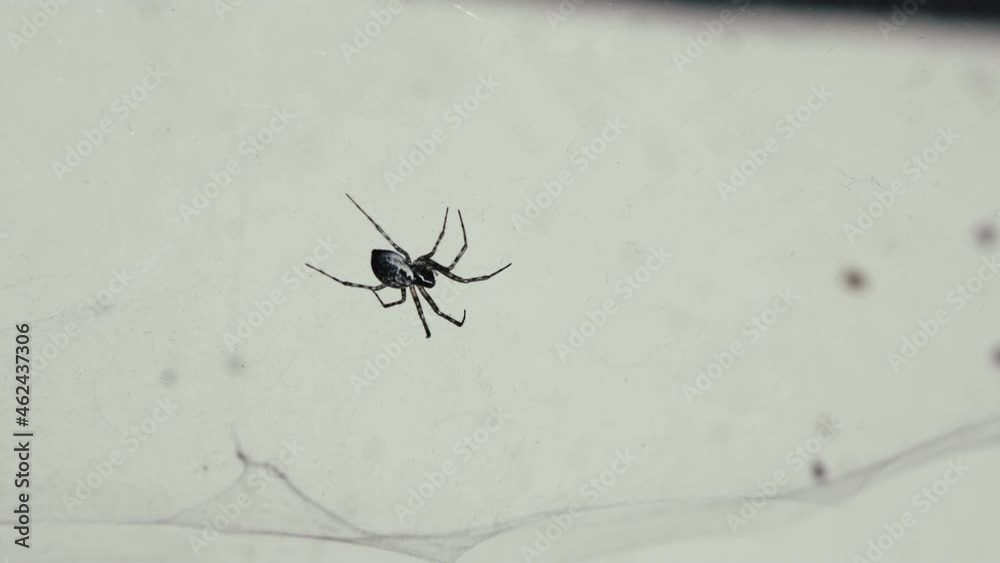 Spider runs on a web. The camera takes a close up. The concept of wildlife, biology and the insect world