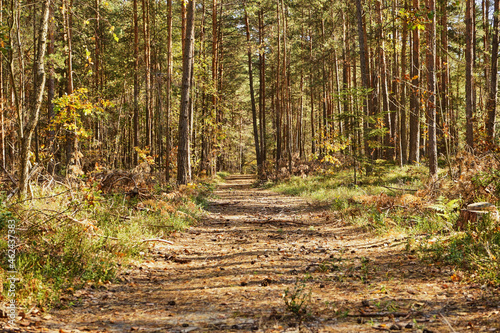 Fototapeta Naklejka Na Ścianę i Meble -  forest road, forest path, road, path, forest, trees, autumn