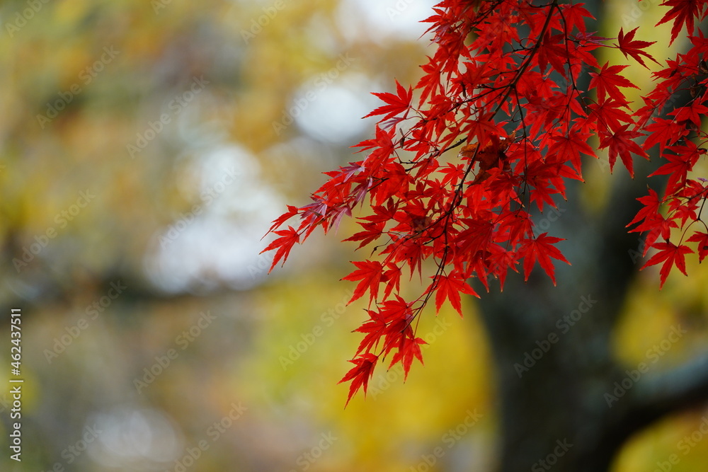 紅葉 紅葉