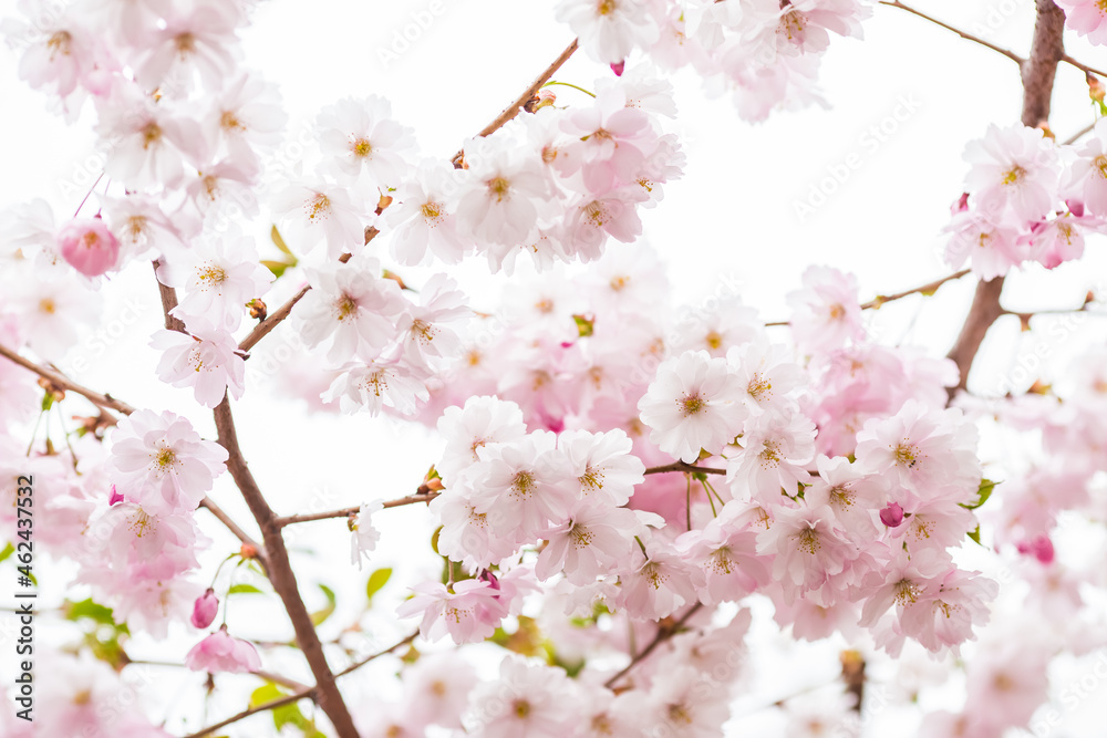 Obraz premium cherry blossom