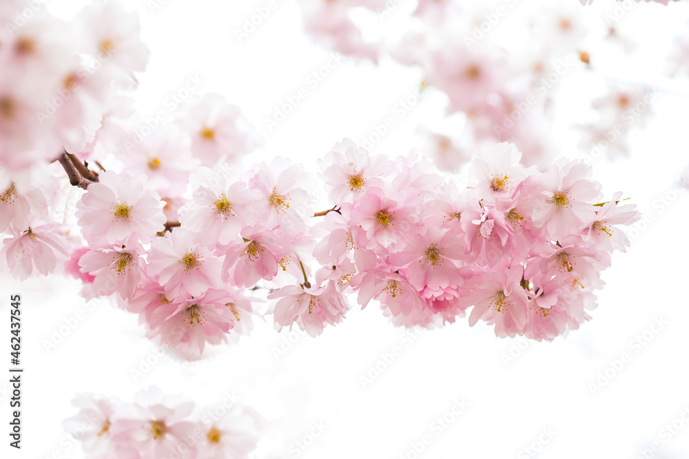 Fototapeta premium cherry blossom