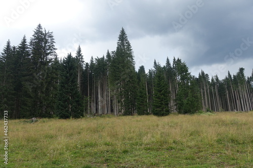 Val Visdende Sappada abetaia con alberi monumentali photo