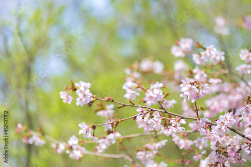 cherry blossom © Ivan