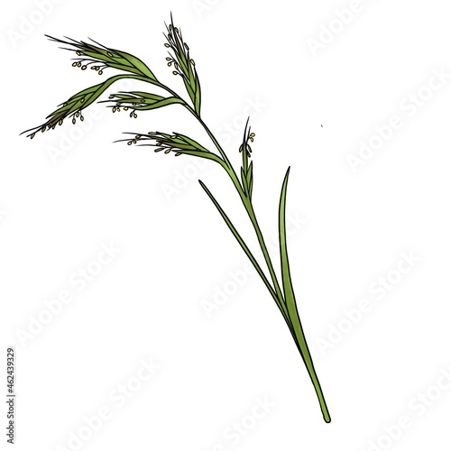 drawing plant of palmarosa , Cymbopogon martinii, isolated at white background, hand drawn illustration photo