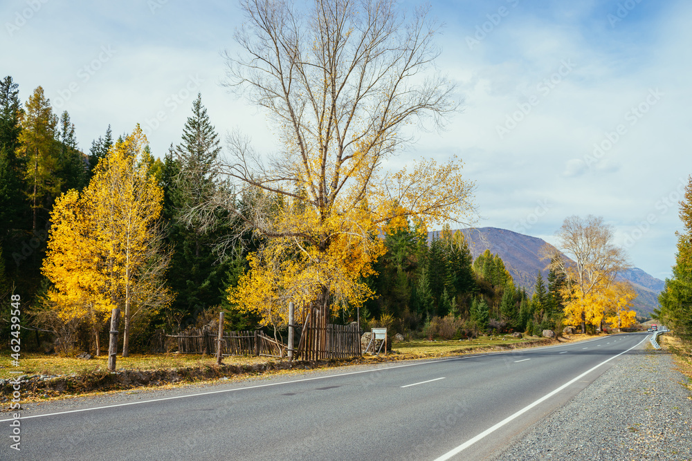 Colorful autumn landscape with birch tree with yellow leaves in sunshine near mountain highway. Bright alpine scenery with mountain road and trees in autumn colors. Highway in mountains in fall time. Colorful autumn landscape with birch tree with yellow leaves in sunshine near mountain highway. Bright alpine scenery with mountain road and trees in autumn colors. Highway in mountains in fall time.