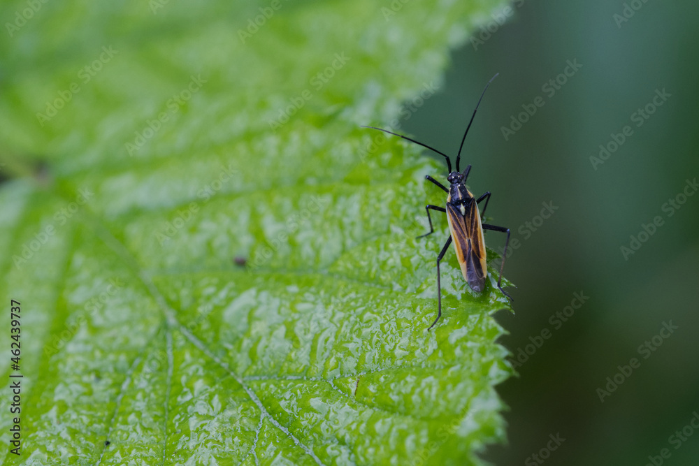 Naklejka premium Graswanze (Leptopterna dolobrata)