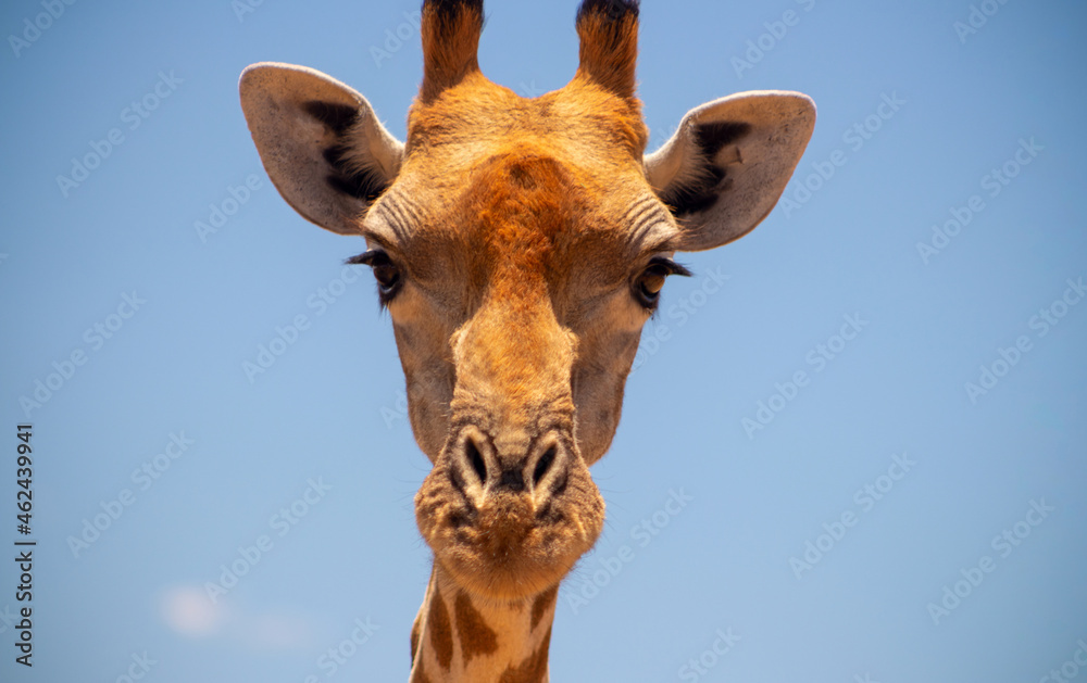 Fototapeta premium Wild african life. A large common South African giraffe on the summer blue sky.