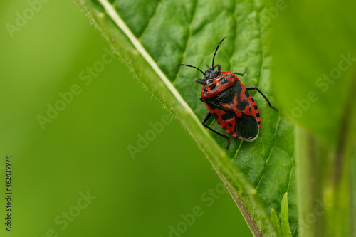 Schwarzrückige Gemüsewanze (Eurydema ornata) photo