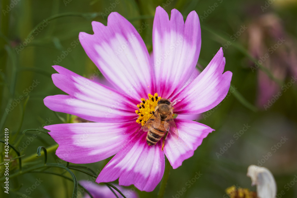 Obraz premium bee on flower